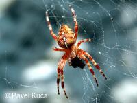 Bílé Karpaty, Sv. Štěpán,příroda,fauna, pavouci,pavouk křižák