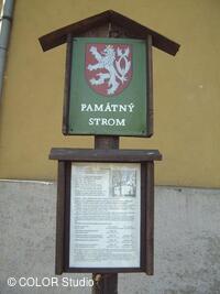 Památné lípy u kaple