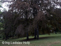 Arboretum Sola gratia, Bystřice pod Hostýnem