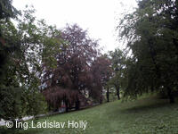 Arboretum Sola gratia, Bystřice pod Hostýnem