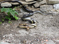 Bílé Karpaty, Sv. Štěpán, příroda, fauna, užovka stromová
