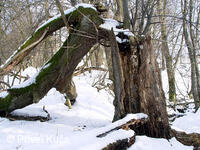 Přečkovice