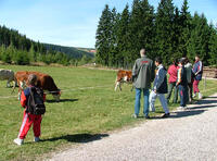 kravičky
