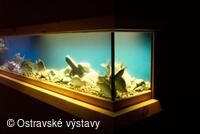 Akvária ve sklepení Slezskoostravského hradu