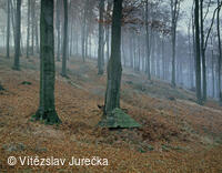 Hukvaldy 031