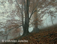 Hukvaldy 036