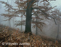 Hukvaldy 038