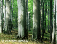 Hukvaldy 077