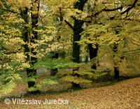 Hukvaldy 083