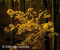 Hukvaldy 009