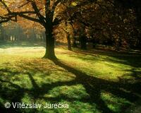 Hukvaldy 017