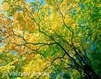 Hukvaldy 019
