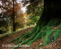 Hukvaldy 021