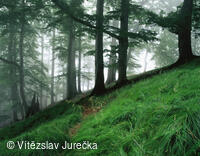 Hukvaldy 052