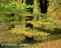 Hukvaldy 084