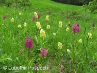 Orchis sambucina