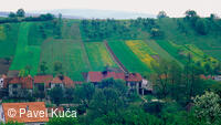 Javorník