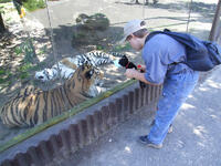 v Zoo