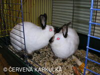 Velikonoce v Perníkové chaloupce 2005