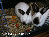 Velikonoce v Perníkové chaloupce 2005