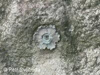Kříž na polní Nejdek-Střítež n/L.