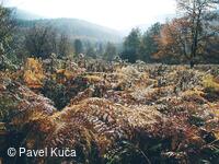 Bílé Karpaty, Sidonie