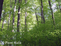 Bílé Karpaty, Sidonie, bučiny