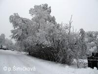 sněhová krása
