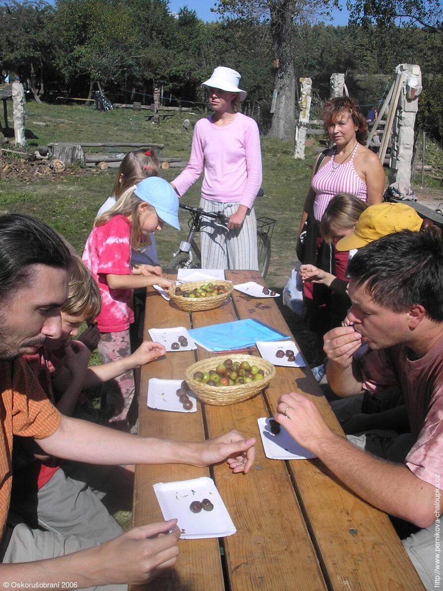 Jeřáb oskeruše (Sorbus domestica)