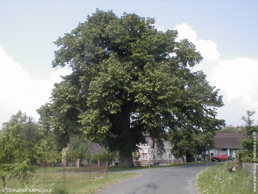 Památná lípa