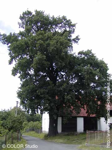 Památný strom